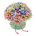 Box with a Bright gypsophile