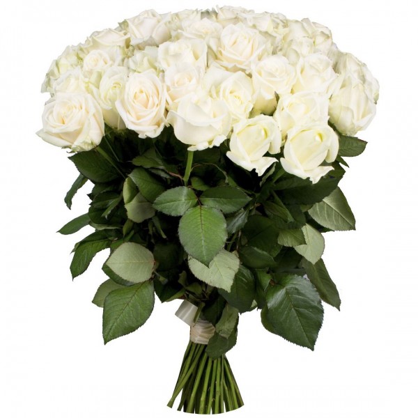 White rose