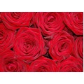 Роза красная минимально 11 шт.